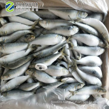 Frozen Sardine for Bait Light Caught